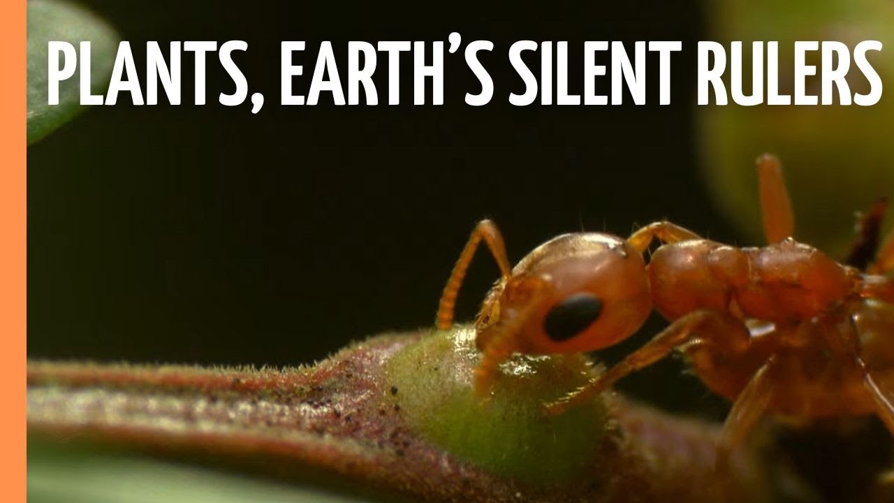 Plants, Earth’s Silent Rulers - The Amazing Tricks of how Plants ensure their Survival