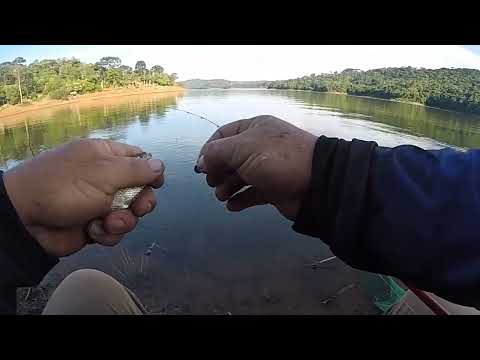 Pescaria de lambari gigante , alagado foz do Jordão cruz machado PR #lambarigigante