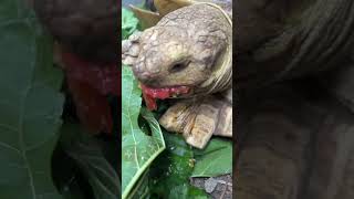 【ASMR】リクガメのぴざちゃんがトマトと野草を爆食いする咀嚼音🐢🍅