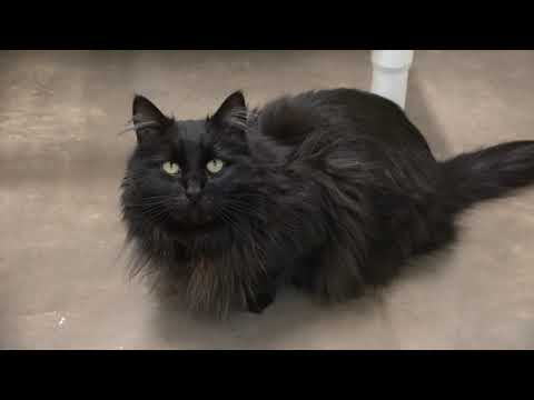 Aya, an adoptable Domestic Medium Hair Mix in Friday Harbor, WA_image-1