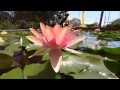 The Garden Gurus - Water lily Wonders