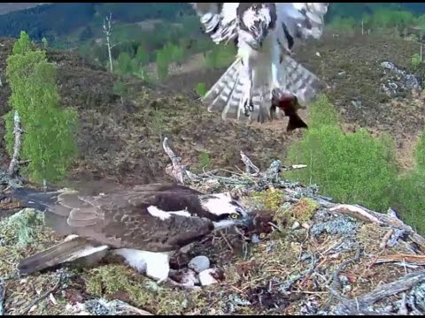 Aila shrieks eagerly anticipating a fish delivery to the Loch Arkaig Osprey nest 7 May 2020