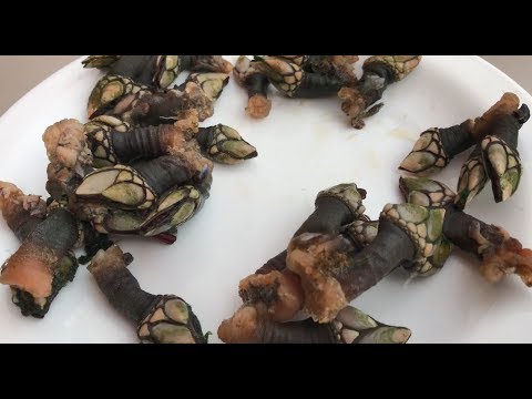 Barnacles in Nazaré