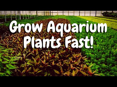 Best Way to Grow Aquarium Plants FAST! - DIY Cheap Plant Greenhouse