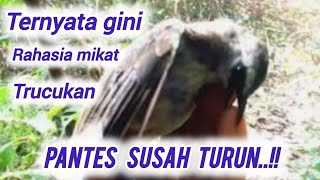 Download lagu baru tau ternyata ini !! rahasia mikat burung trucukan mp3