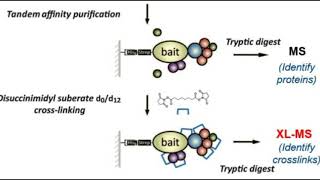 Protein interaction techniques | FRET | BRET | AP-MS | TAP-MS | XL-MS