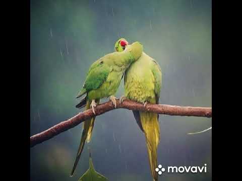 Canto do Ring Neck para estimular seu Ring Neck