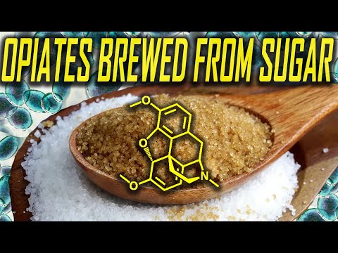 Opiates From Sugar: A Fermentation Route