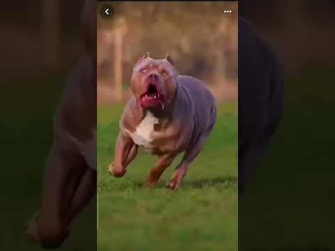 #pitbull #dog 🦅🦅🐕‍🦺🐕‍🦺🦁🦁🐯🐯🦬🦬 like and subscribe  please we love pitbull like please 🙏 🙏