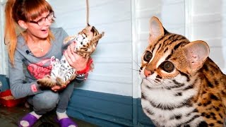 НОВЫЕ КОШЕЧКИ! Приехали котята азиатских леопардовых кошек (АЛК, бенгальские)