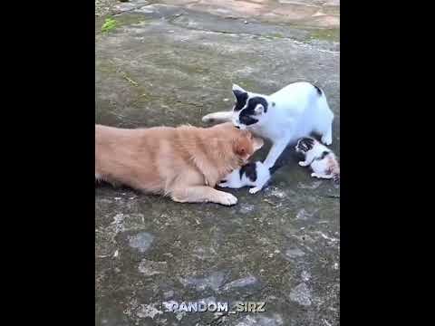 Reel tagged #pets