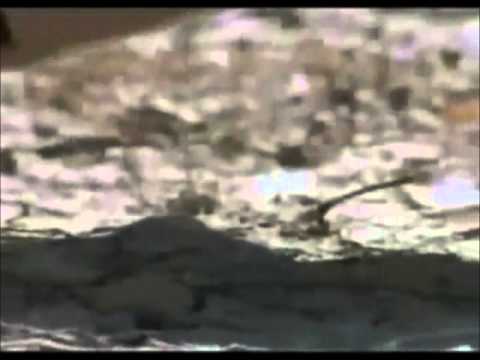 Crocodile/Alligator Rick Roll Parody!