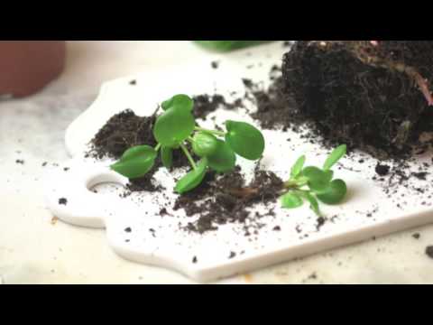 Elefantöra skötsel och sticklingar för en fin krukväxt