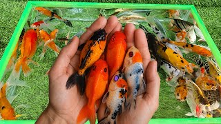 Download lagu Unboxing Ikan Hias Aquarium Warna Warni, Ikan Mas Koki Cantik, Ikan Koi Slayer, Lobster, Lele RTC mp3