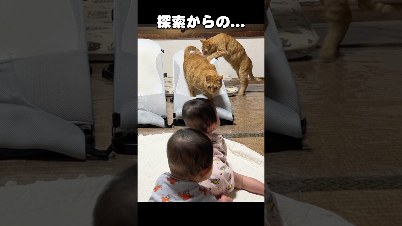 【緊急】双子がどいた瞬間、猫たちのバウンサー争奪戦が始まりました。
