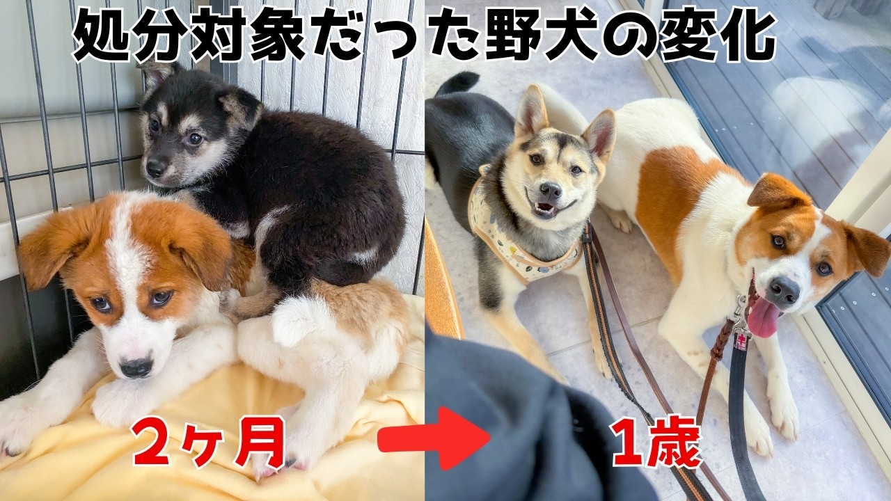 【元野犬】怯えていた保護犬兄妹が1歳になるまでの記録