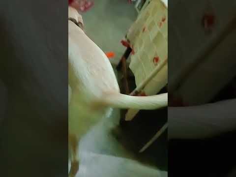 Micky r football khela...🙀🙀🙀🙀