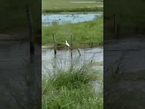 Inundaciones en Buenos Aires, Carlos Casares
