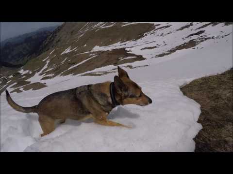Lauenen - Turnelssattel - Louwenehorn(2477m) - Turli, Bern, Suisse, 25-5-2017