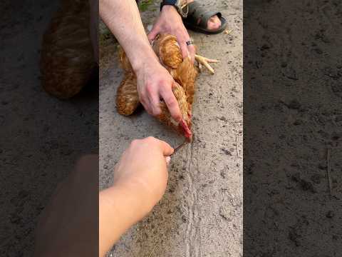 Гипноз для курицы