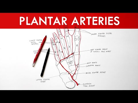 Plantar Arteries - Arterial supply to the foot | Anatomy tutorial