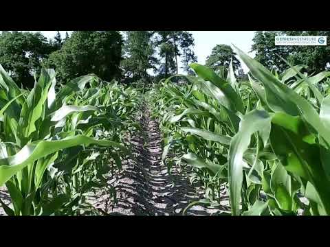 Aktuell 04/2020 WRRL - Stickstoffnachlieferung durch Zwischenfrucht