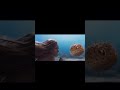 LEAKED LITTLE MERMAID FOOTAGE