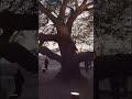 Finally Visited The 400 Years Old Tree Of Life In Jebel Dukhan Bahrain Bahrain Treeoflife