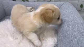 ハーフ犬の動画01