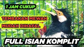 Download lagu Masteran Jalak Suren Isian Kreasi Gacor Full Isian Tembakan Mewah Cililin Asli mp3