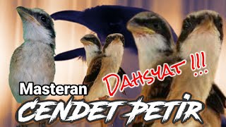 Download lagu Masteran Cendet Petir || masteran cendet juara mp3 Download lagu Masteran Cendet Petir || masteran cendet juara mp3