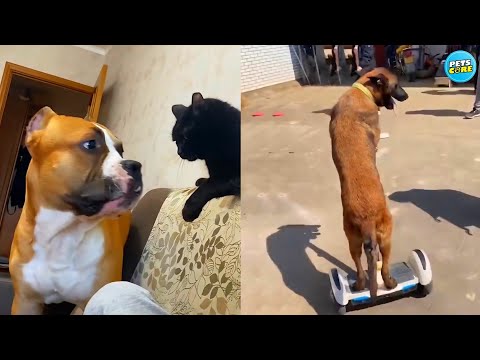 Try Not To Laugh! 🤣 Funniest Cats and Dogs Videos 2026 😹🐶 - Animals Core Part.12