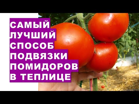 , title : 'Самый лучший способ подвязки помидоров в теплице для большого урожая'