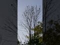 Family of #grackle #birds meeting in the 🌳 🐝 4 flying into the setting 🌞.  #birdgang #naturelovers