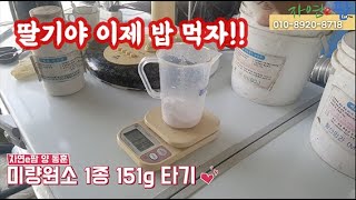 딸기 고설 재배 양액 타기 노하우 공개 고설재배는 비료를 어떤 방법으로 공급할까??