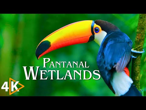 Pantanal Wetlands: A Breathtaking 4K Journey with Tranquil Ambient Music