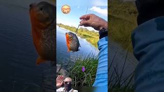 Download lagu FISHING MANIA | BIG BAIT, BIG RESULTS #shortvideo #fishing #mancing mp3 Download lagu FISHING MANIA | BIG BAIT, BIG RESULTS #shortvideo #fishing #mancing mp3