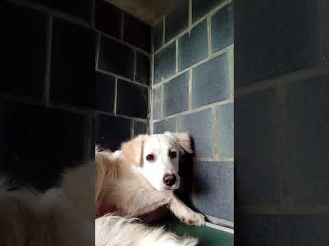 Video di SALVO