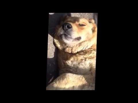 street dog love in Tbilisi May 28, 2016