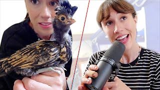 Recording Original Music, and Our Problematic Chick