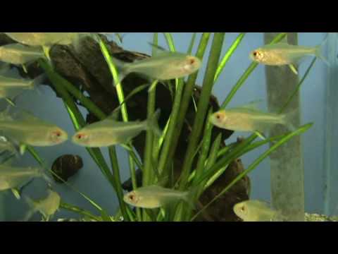 Lemon Tetra at tyne valley aquatics
