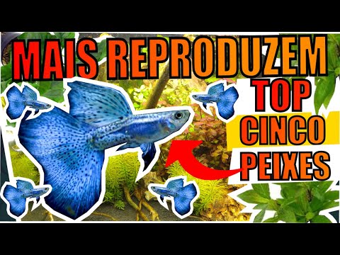 🔴5 FISH THAT REPRODUCE THE MOST IN AQUARIUMS |Mr. Betta|