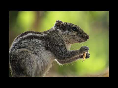 Early morning Nature Walk at the Parimal & ATIRA Gardens, Ahmedabad