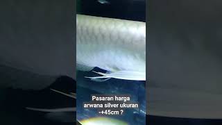 Download lagu pasaran harga arwana silver ukuran - 45cm berapa ya guys?? #arwanasilverred #arwanaclubindonesia mp3