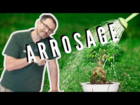 Wie bewässert man seinen Bonsai?