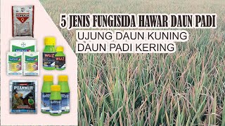 Download lagu 5 Jenis Fungisida Untuk Hawar Daun Bakteri (Pucuk Daun Menguning) Pada Tanaman Padi mp3 Download lagu 5 Jenis Fungisida Untuk Hawar Daun Bakteri (Pucuk Daun Menguning) Pada Tanaman Padi mp3