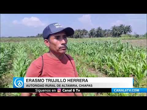 Familias de Altamira, Chiapas exigen regularización de tierras tras 35 años en incertidumbre
