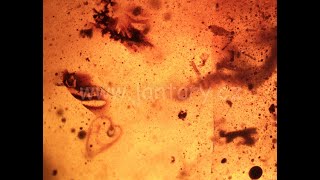 Druhohorní jantar z Myanmaru JKI-20