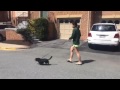 Kristina Walking Neighbors Dog