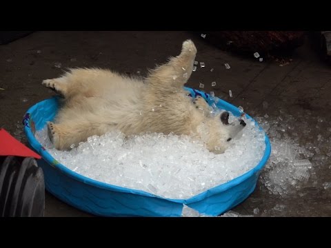 Nothing Makes A Baby Polar Bear Happier Than A Kiddie Pool Full Of Ice